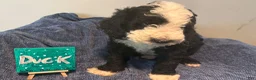 Mixed Breed dogs for sale: Duck - Ad 1