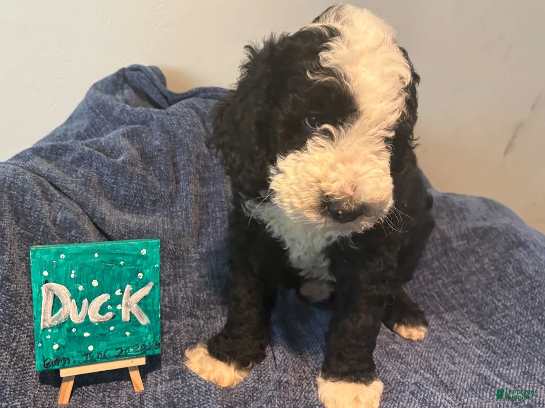 Mixed Breed dogs for sale: Duck - Ad 1