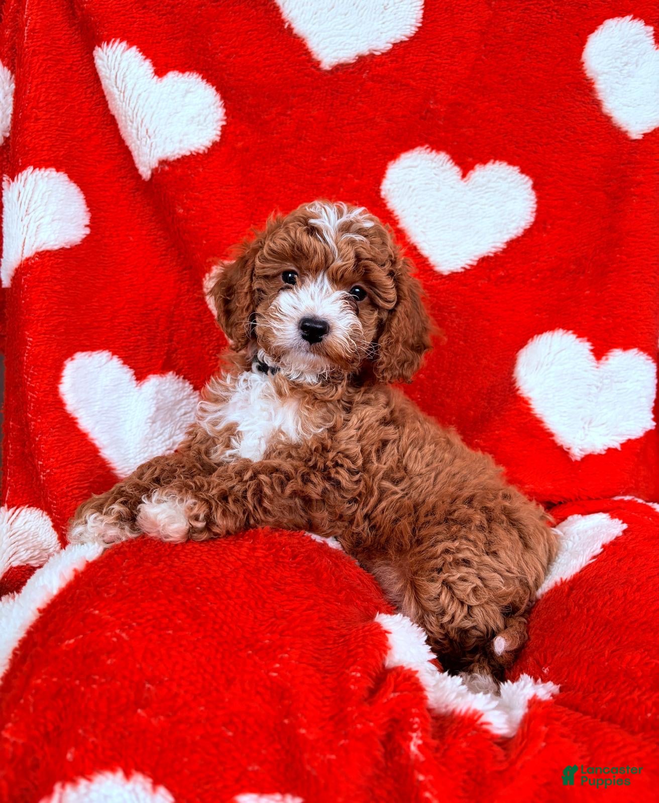 Cavapoo dogs Bear - Ad 16
