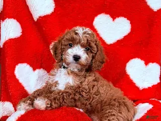 Cavapoo dogs Bear - Ad 20