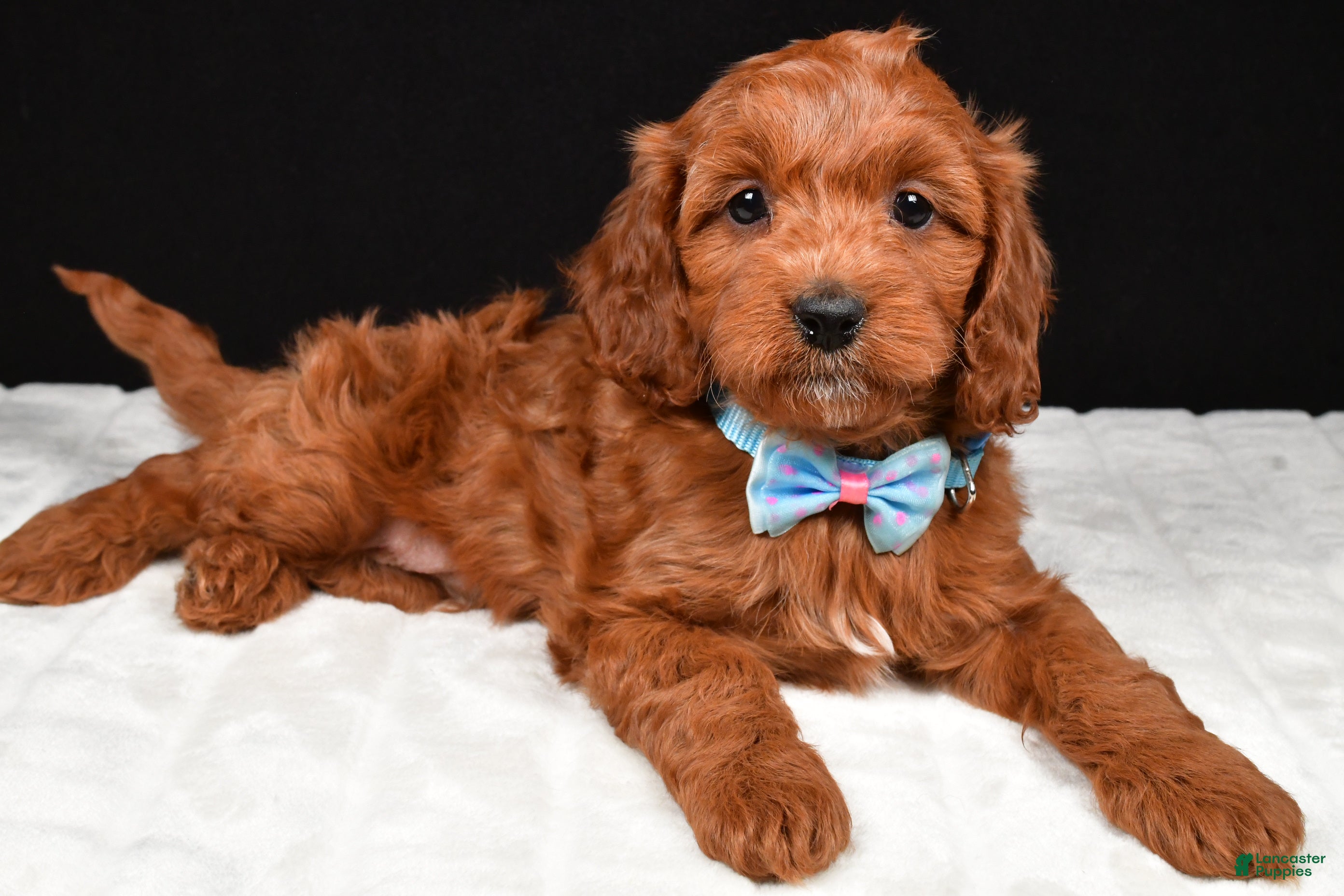 Cavapoo dogs Colby - Ad 1