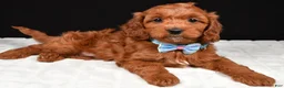 Cavapoo dogs for sale: Colby - Ad 1