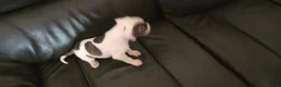 American Bulldog dogs for sale: American Bulldog 1 - Ad 6