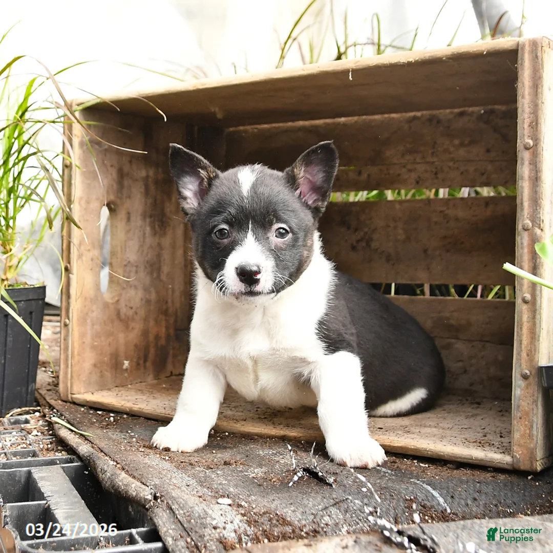 Mixed Breed dogs for sale: Olive  - Ad 1