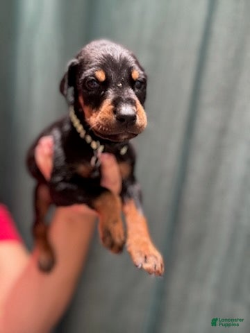 Doberman Pinscher dogs Black Collar Male - Ad 1