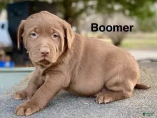 Labrador Retriever dogs Boomer - Ad 9
