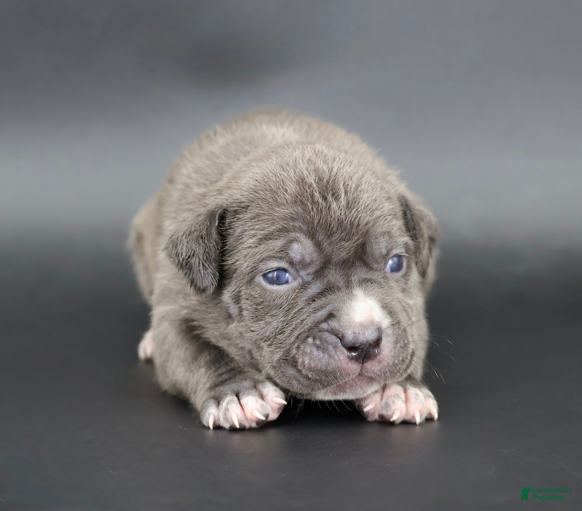 American Bully dogs Duchess - Ad 1
