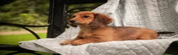 Miniature Dachshund dogs for sale: Ari Miniature Dachshund - Ad 3