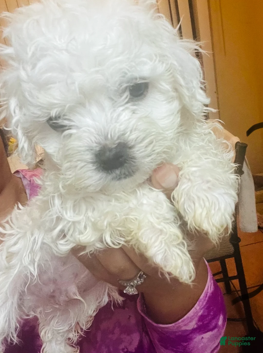 Shihpoo dogs for sale: Shihpoo Puppy 1 - Ad 1