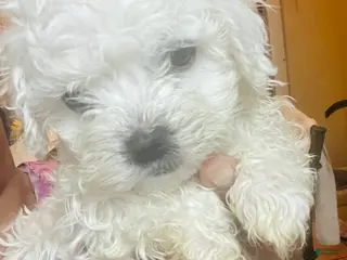 Shihpoo dogs Shihpoo Puppy 1 - Ad 8