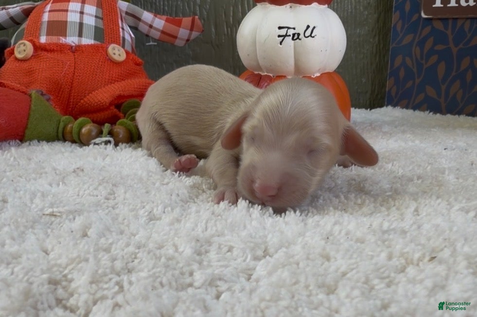 Miniature Dachshund dogs Dallas - Ad 1
