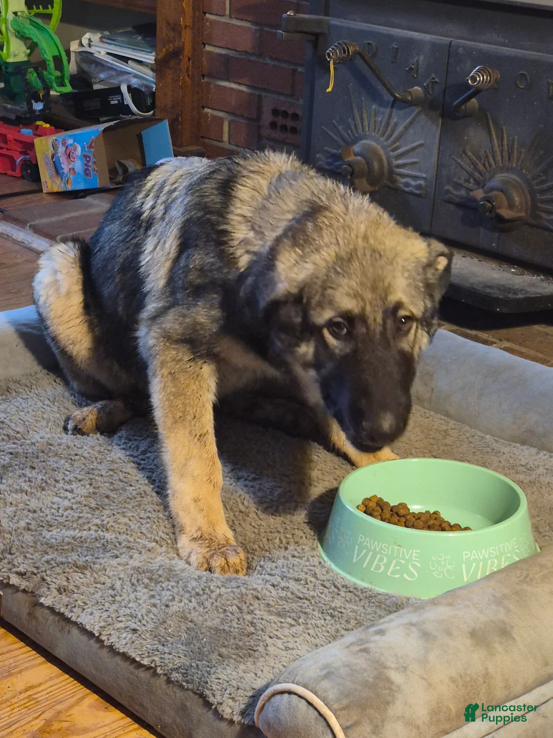 Mixed Breed dogs for sale: Mixed Breed Puppy 1 - Ad 2