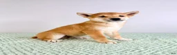 Shiba Inu dogs for sale: Lucy - Ad 6