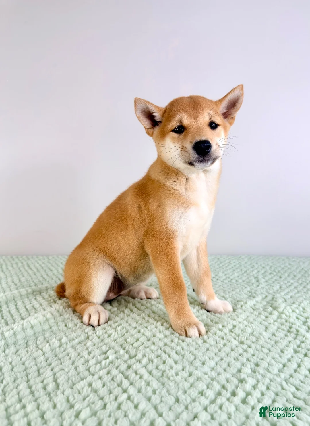 Shiba Inu dogs for sale: Lucy - Ad 6