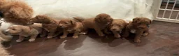 Double Doodle dogs for sale: Name: To be Decided - Ad 5