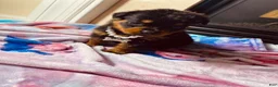 Rottweiler dogs for sale: Rottweiler 10 - Ad 4