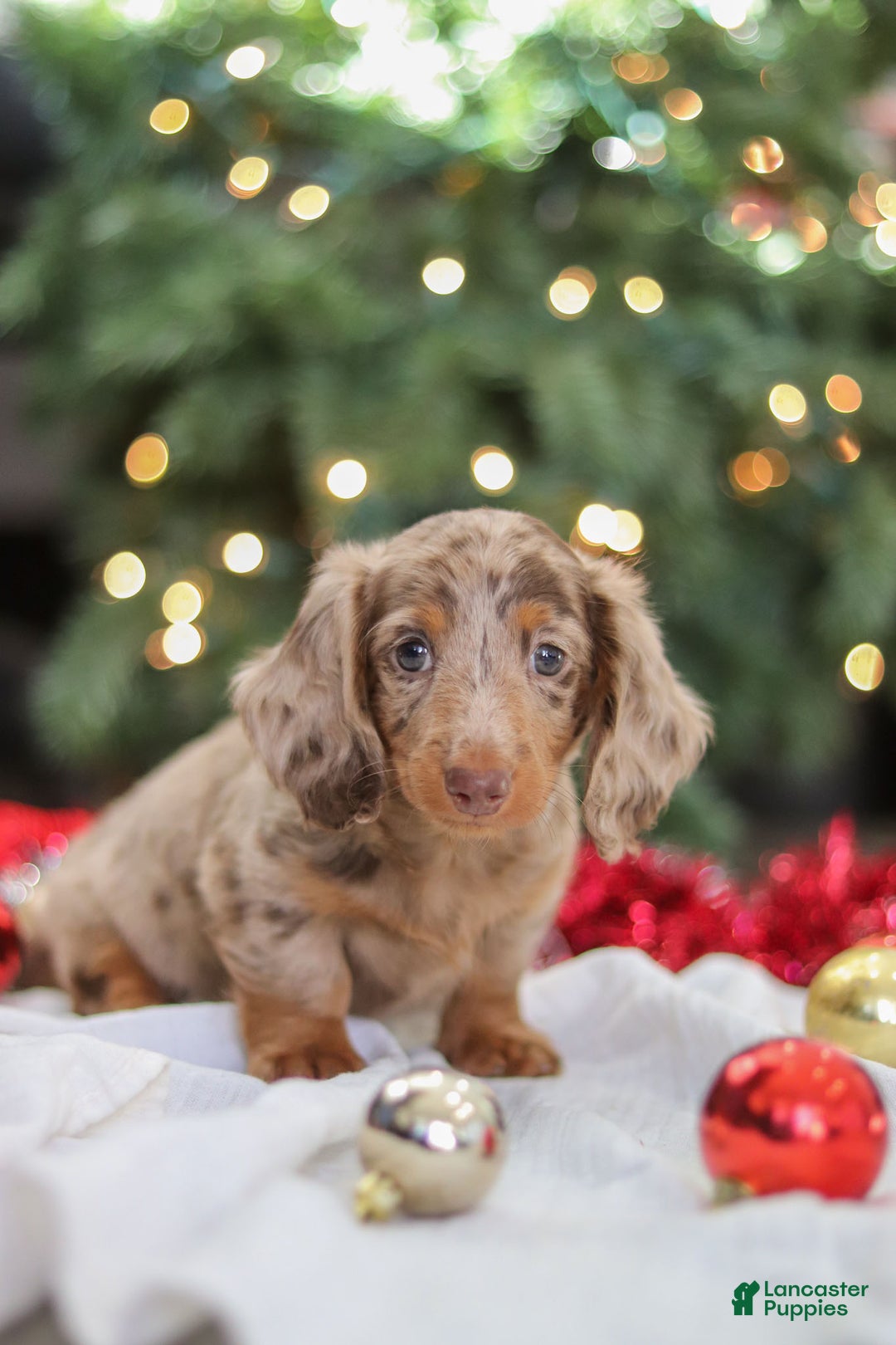 Miniature Dachshund dogs for sale: Buddy - Ad 15