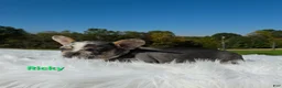 Mixed Breed dogs for sale: Ricky - Ad 2