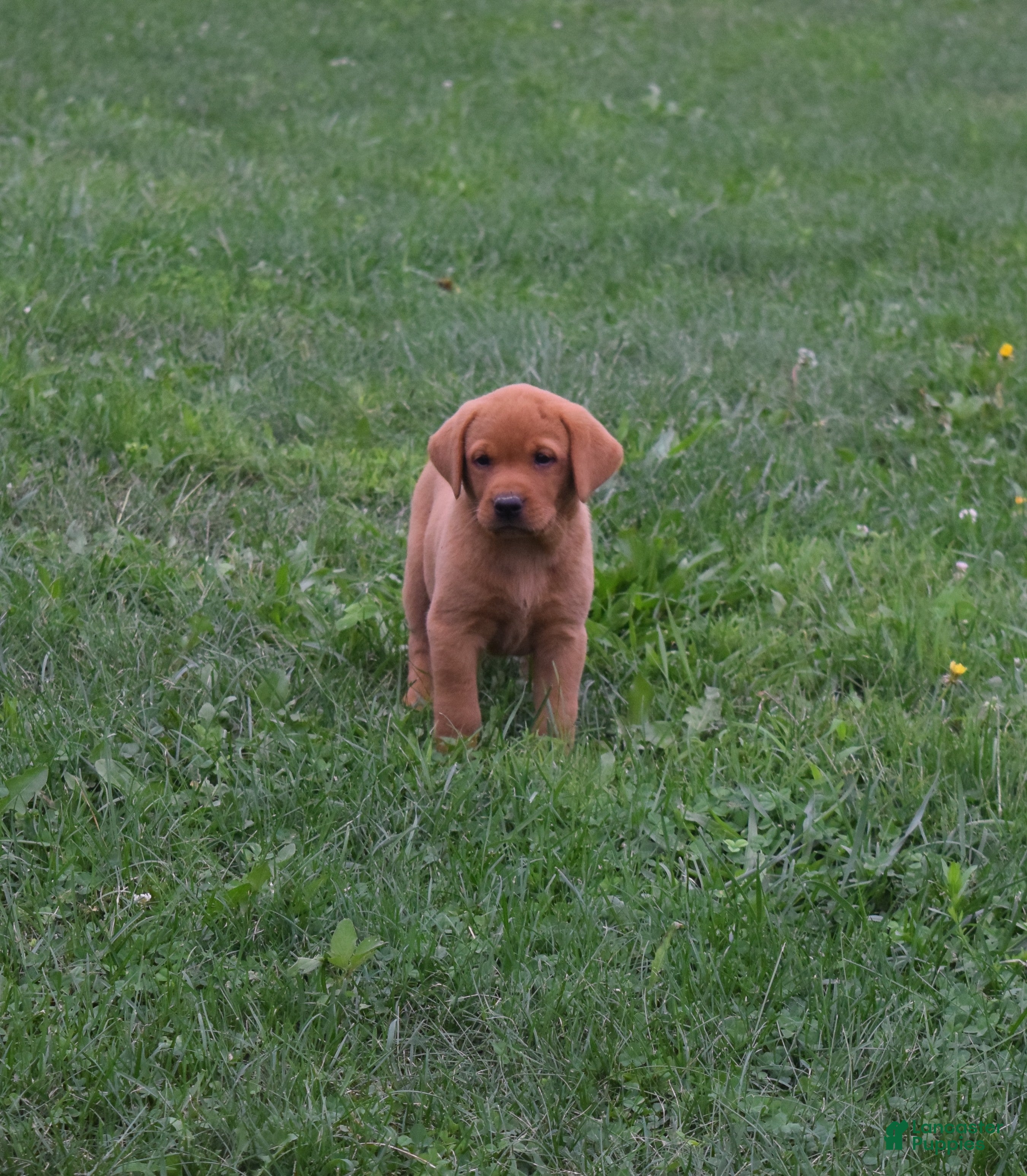 Labrador Retriever dogs Foxy - Ad 2