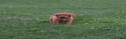 Labrador Retriever dogs for sale: Foxy - Ad 2