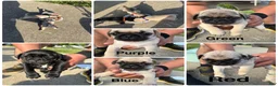 Pug dogs for sale: Pug Puppy 1 orange  - Ad 6