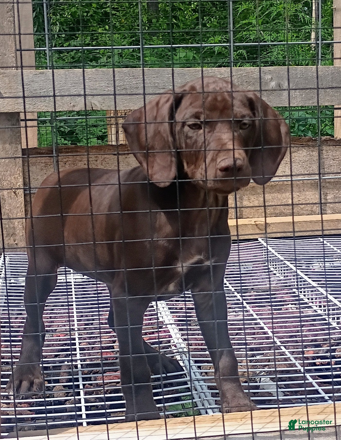 German Shorthaired Pointer dogs German Shorthaired Pointer 5 - Ad 42
