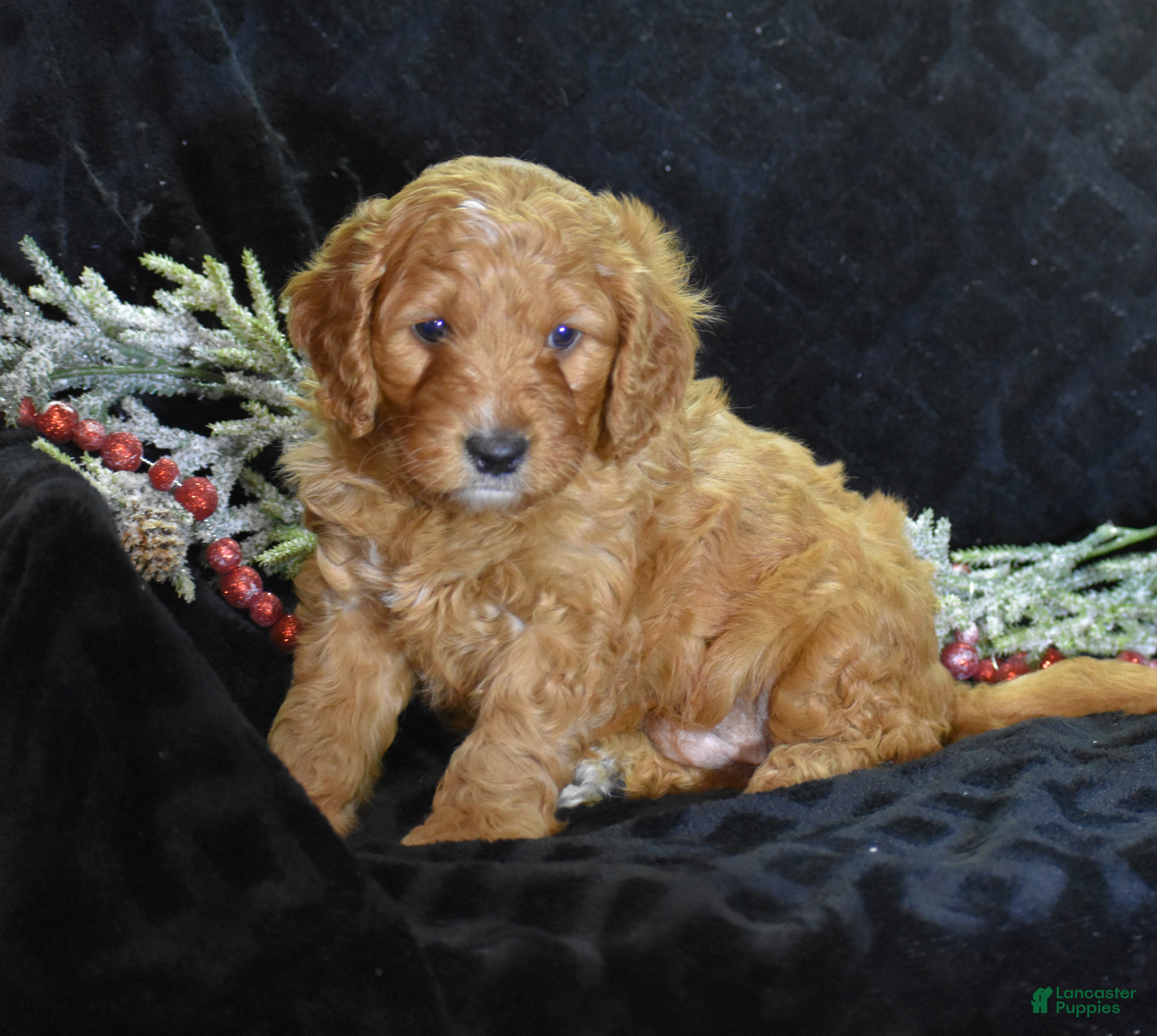 Mini Goldendoodle dogs Gregy - Ad 5