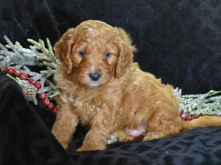 Mini Goldendoodle dogs Gregy - Ad 5