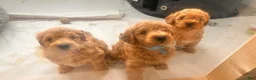 Cavapoo dogs for sale: Stella - Ad 3