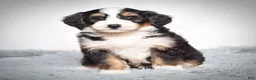 Mini Bernedoodle dogs for sale: Bennett - Ad 3