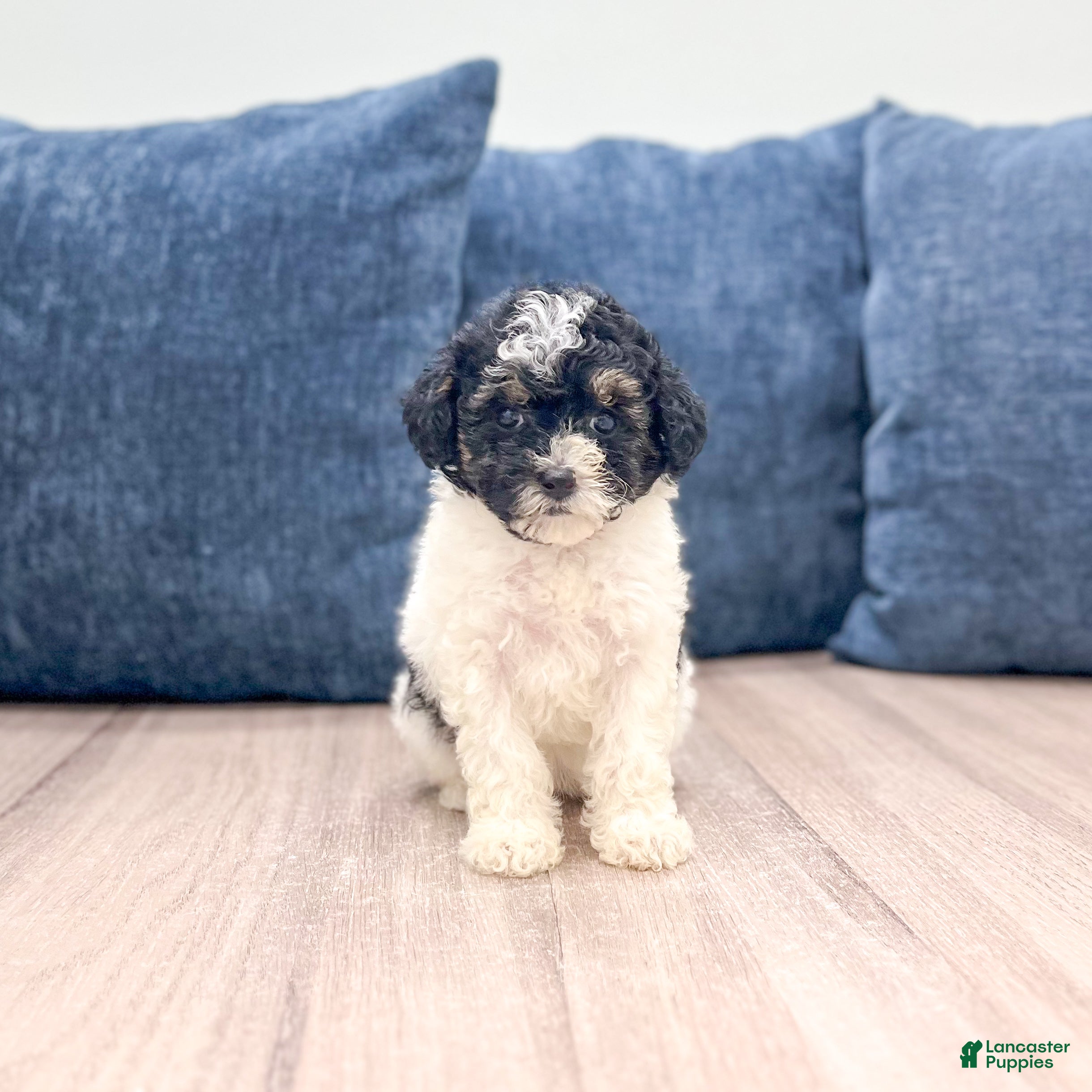 Toy Poodle dogs for sale: Bailey - Ad 4
