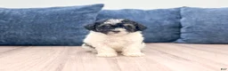 Toy Poodle dogs for sale: Bailey - Ad 1