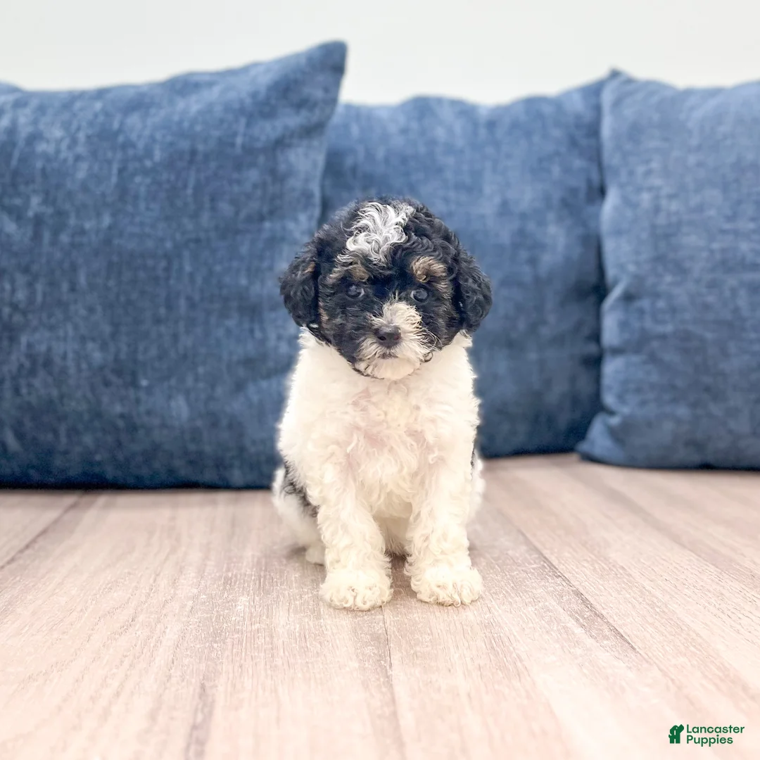 Toy Poodle dogs for sale: Bailey - Ad 1