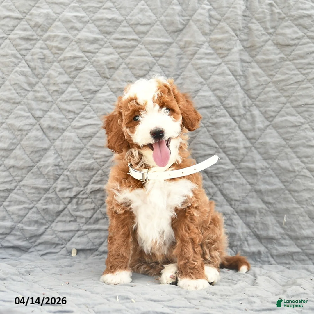 Miniature Poodle dogs for sale: Scout  - Ad 3