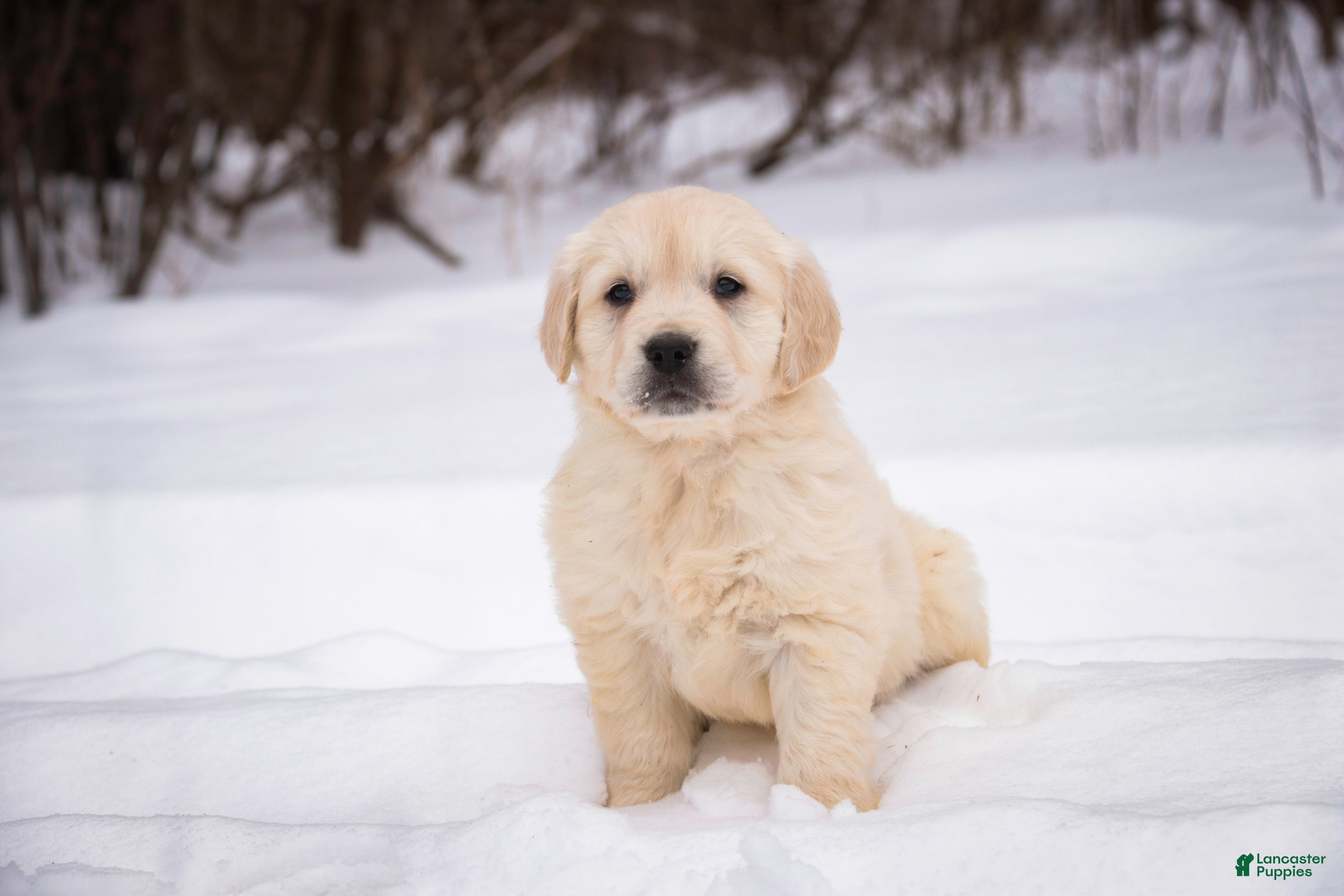 Golden Retriever dogs Raine - Ad 2