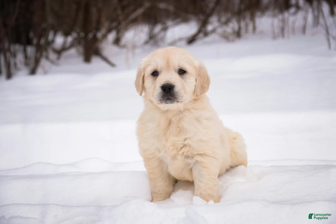 Golden Retriever dogs for sale: Raine - Ad 2