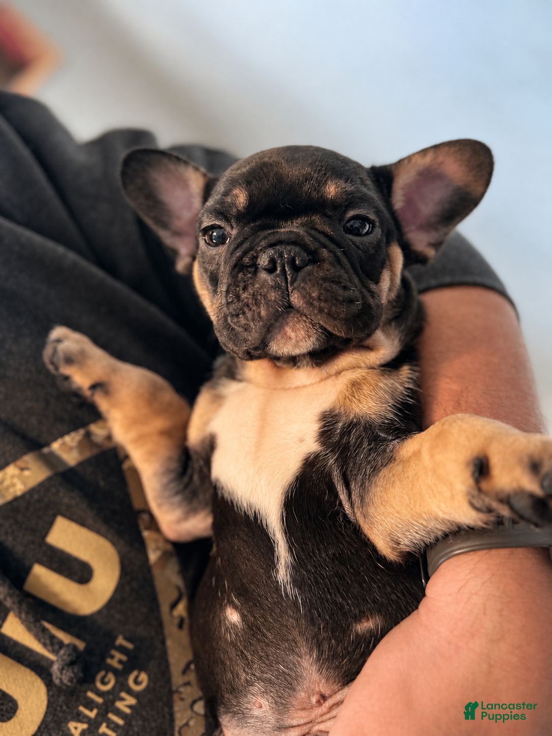 French Bulldog dogs Thor  - Ad 22