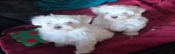 Maltese dogs for sale: Maltese Puppy 1 - Ad 3