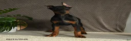 Doberman Pinscher dogs for sale: Deetz - Ad 5