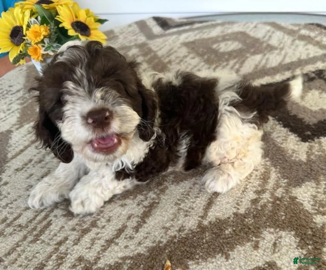 Gallery Image {{count}}