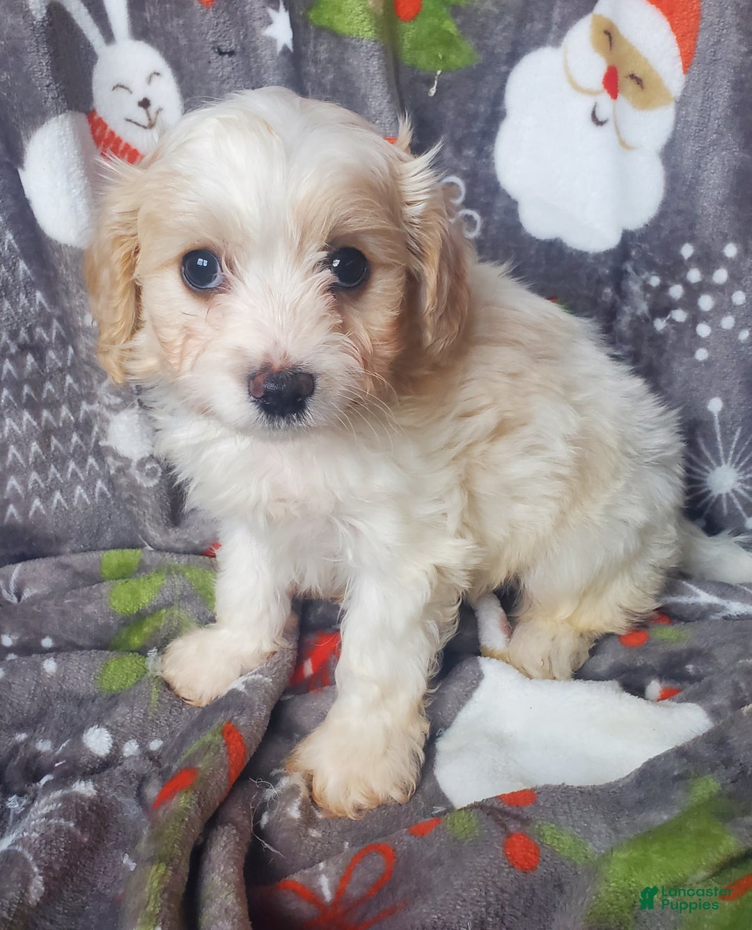 Cavachon dogs for sale: Cane - Ad 2