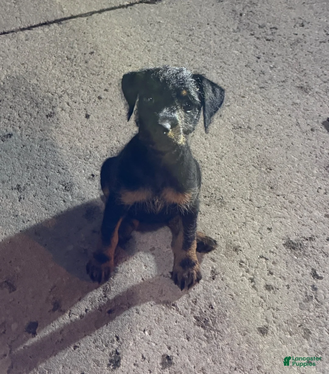Jack Russell Terrier dogs for sale: Jagdterrier puppy - Ad 2