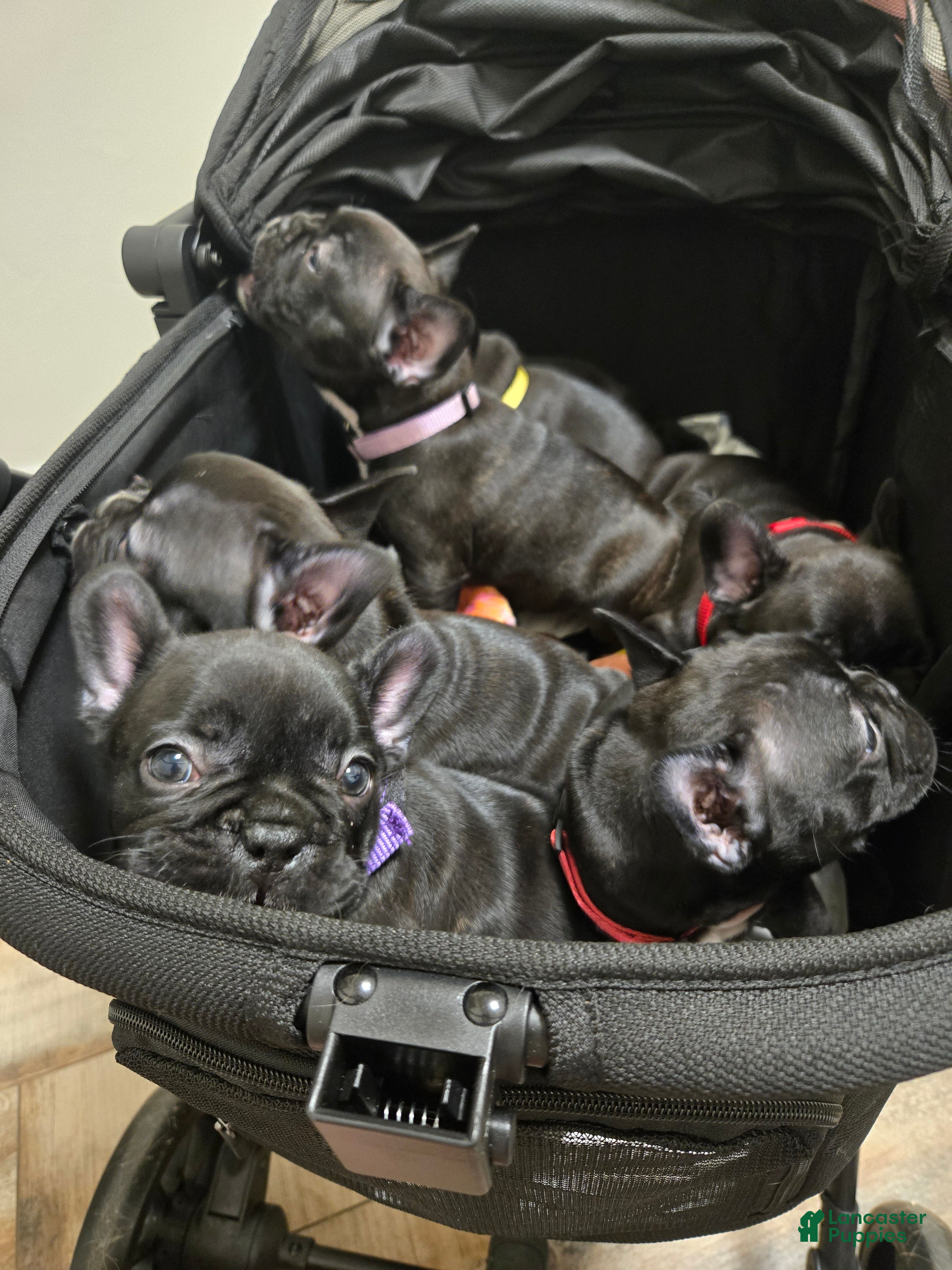 French Bulldog dogs French Bulldog Puppy Veronica  - Ad 29