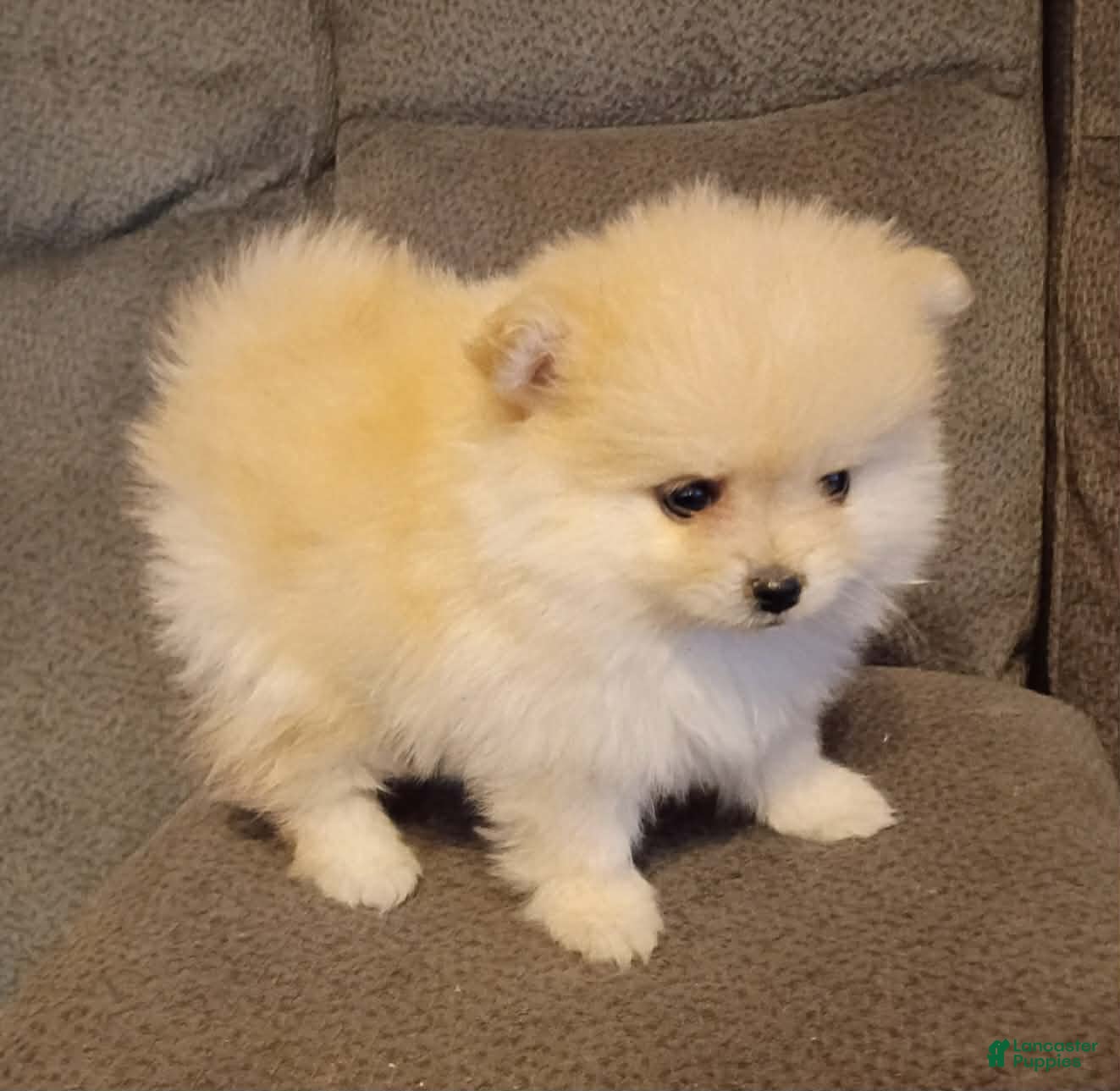 Pomeranian dogs for sale: BEAR FACE BELLA  - Ad 23