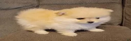 Pomeranian dogs for sale: BEAR FACE BELLA  - Ad 1