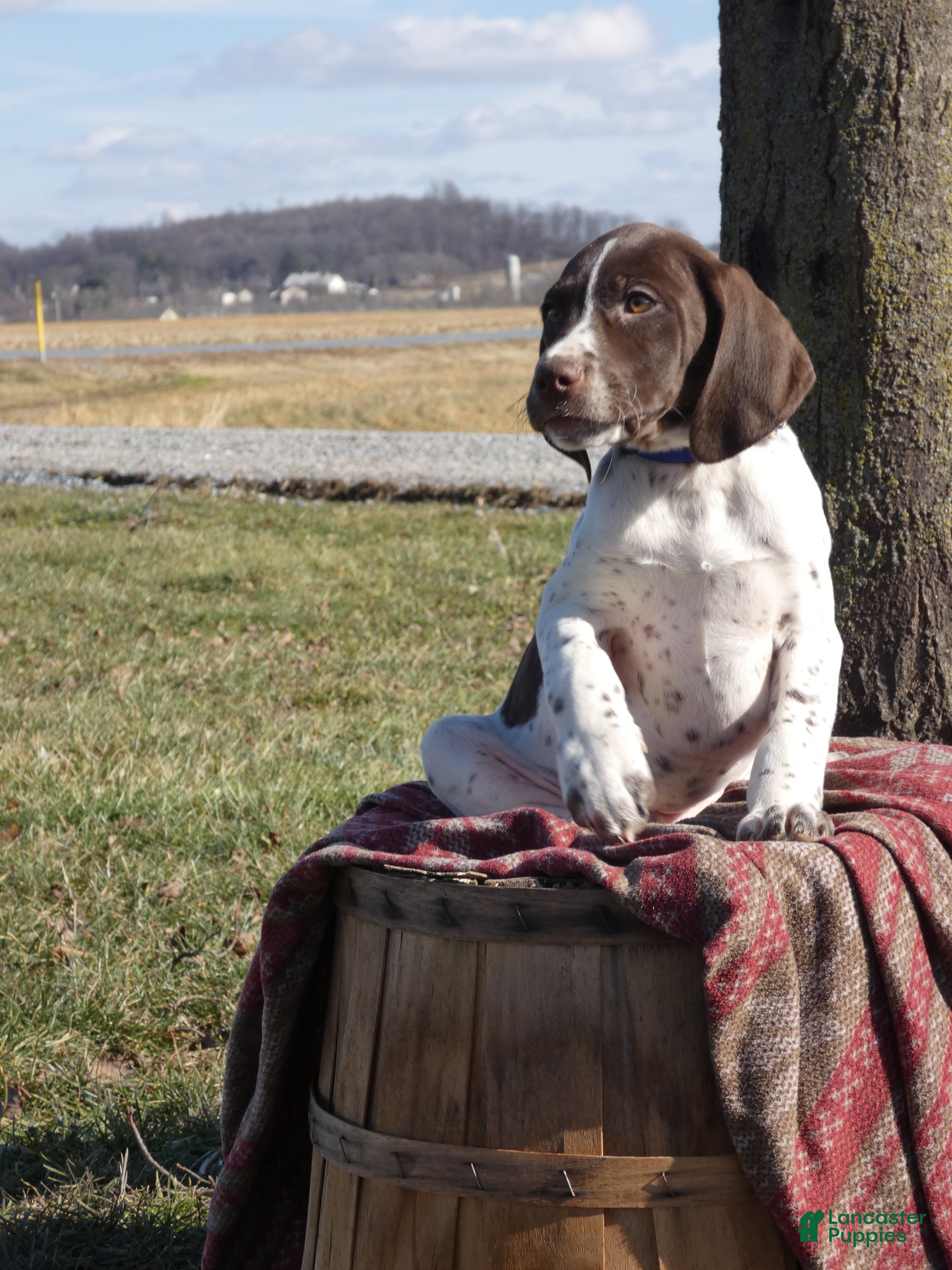 Mixed Breed dogs Skittles - Ad 29