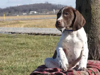 Mixed Breed dogs Skittles - Ad 29