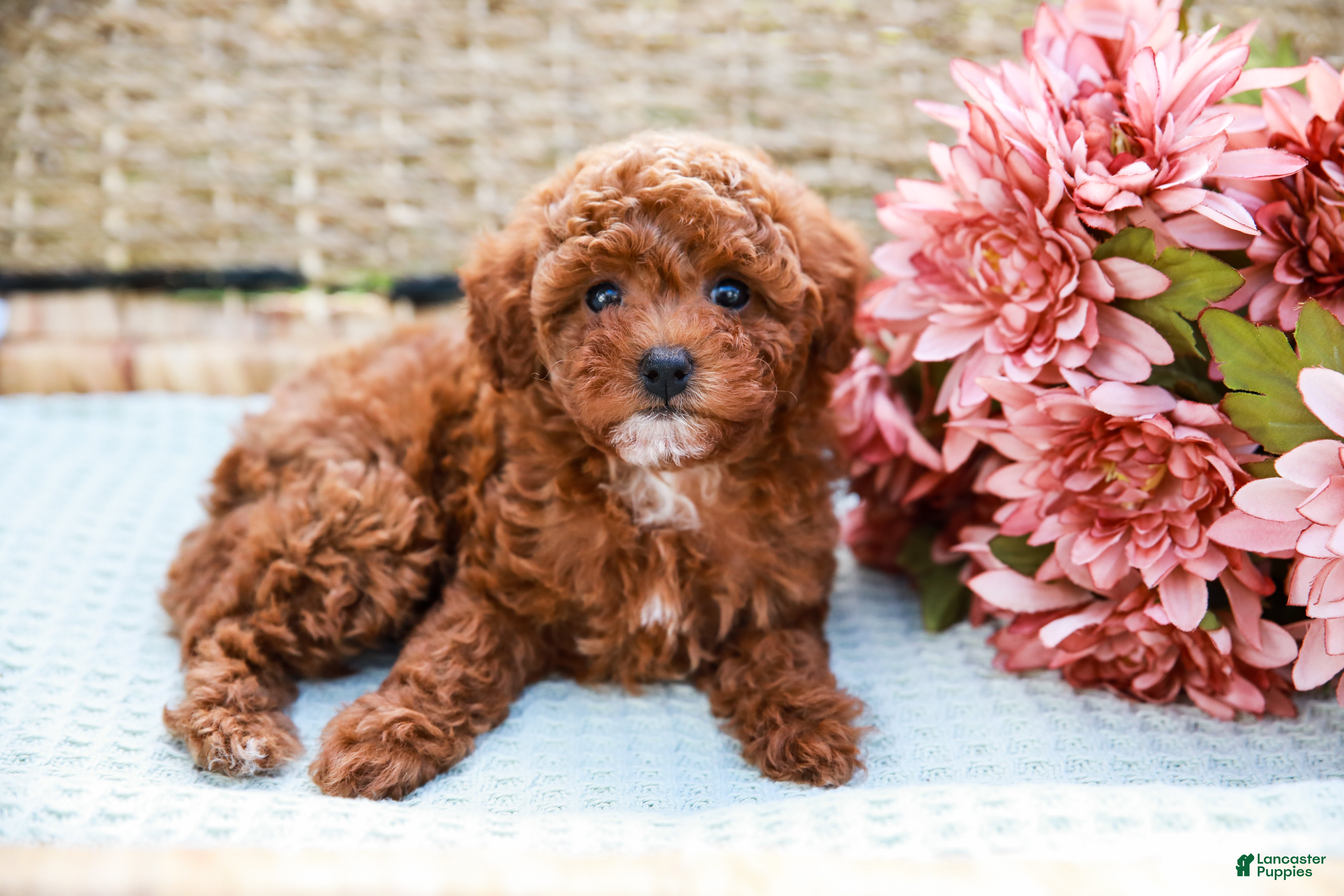 Toy Poodle dogs Beauty - Ad 2
