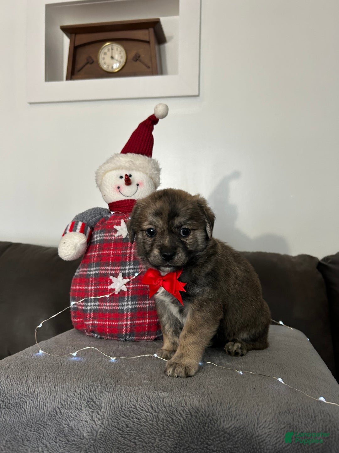 Mixed Breed dogs for sale: Jasper  - Ad 1