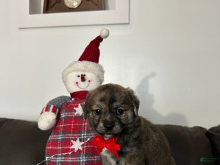 Mixed Breed dogs Jasper - Ad 8